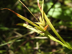 Carex intumescens