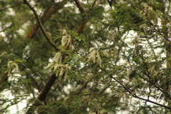 Prosopis laevigata
