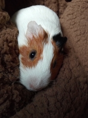 Cavia porcellus