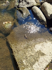 Lithobates catesbeianus