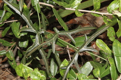 Passiflora tenuiloba