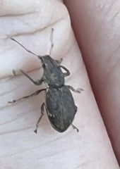 Pantomorus cervinus