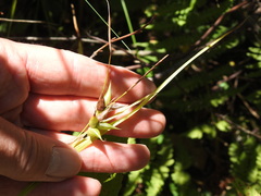 Carex intumescens