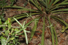 Passiflora tenuiloba