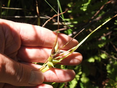 Carex intumescens