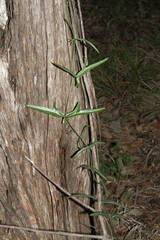 Passiflora tenuiloba