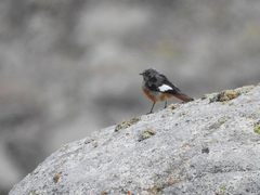 Phoenicurus erythrogastrus