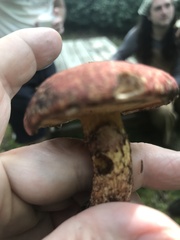 Suillus spraguei