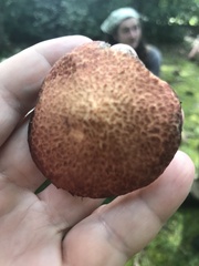 Suillus spraguei