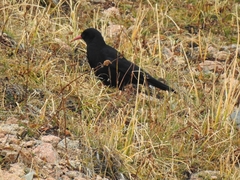 Pyrrhocorax pyrrhocorax