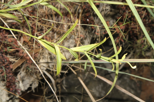 Image of Physostegia angustifolia by (c) Reid Hardin, some rights reserved (CC BY)