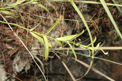Physostegia angustifolia