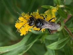Astata