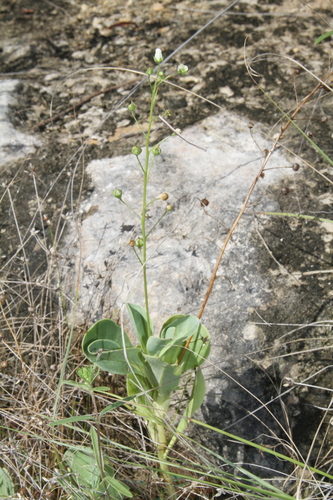 Limewater brookweed (Samolus ebracteatus)