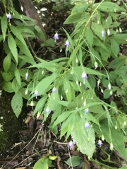 Campanula divaricata