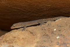 Lygodactylus ocellatus