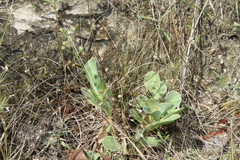 Samolus ebracteatus cuneatus