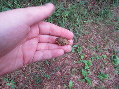 Carya myristiciformis