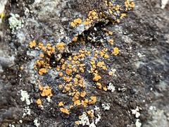 Candelariella aurella