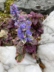 Ajuga