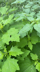 Smallanthus uvedalia