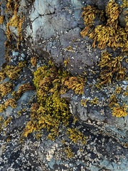 Pelvetiopsis limitata