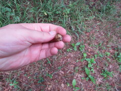 Carya myristiciformis