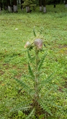 Cirsium nivale