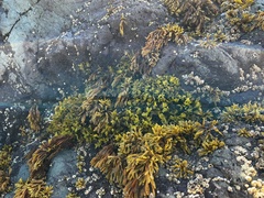 Pelvetiopsis limitata