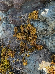 Pelvetiopsis limitata