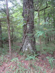 Carya myristiciformis