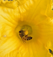 Apis mellifera