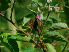 Thorybes dorantes dorantes