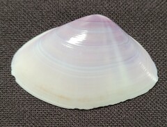 Iphigenia brasiliensis