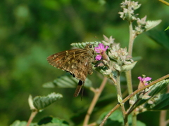 Thorybes dorantes dorantes