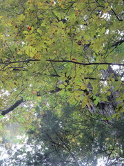 Carya myristiciformis