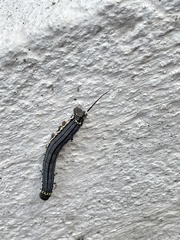Isognathus allamandae