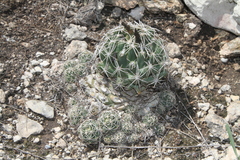 Coryphantha sulcata
