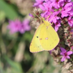 Colias hyale