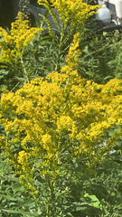 Solidago speciosa