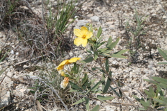 Senna roemeriana