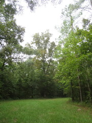 Carya myristiciformis
