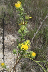 Grindelia