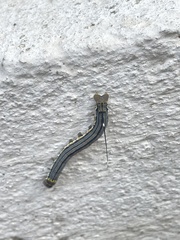 Isognathus allamandae