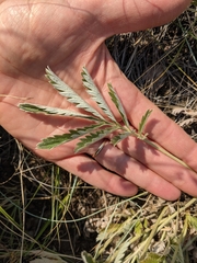 Potentilla hippiana