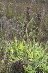 Silphium albiflorum