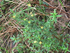 Hypericum drummondii