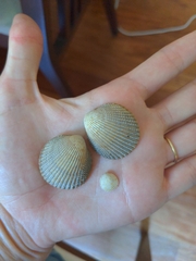 Dallocardia muricata