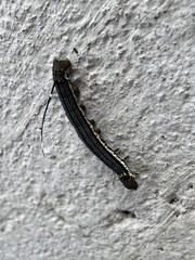 Isognathus allamandae