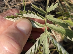 Potentilla hippiana